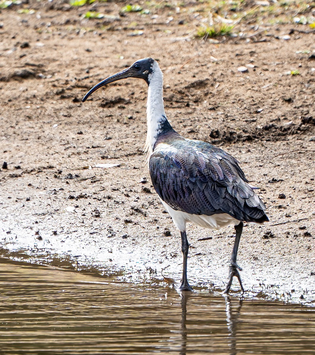Straw-necked Ibis - ML638621332