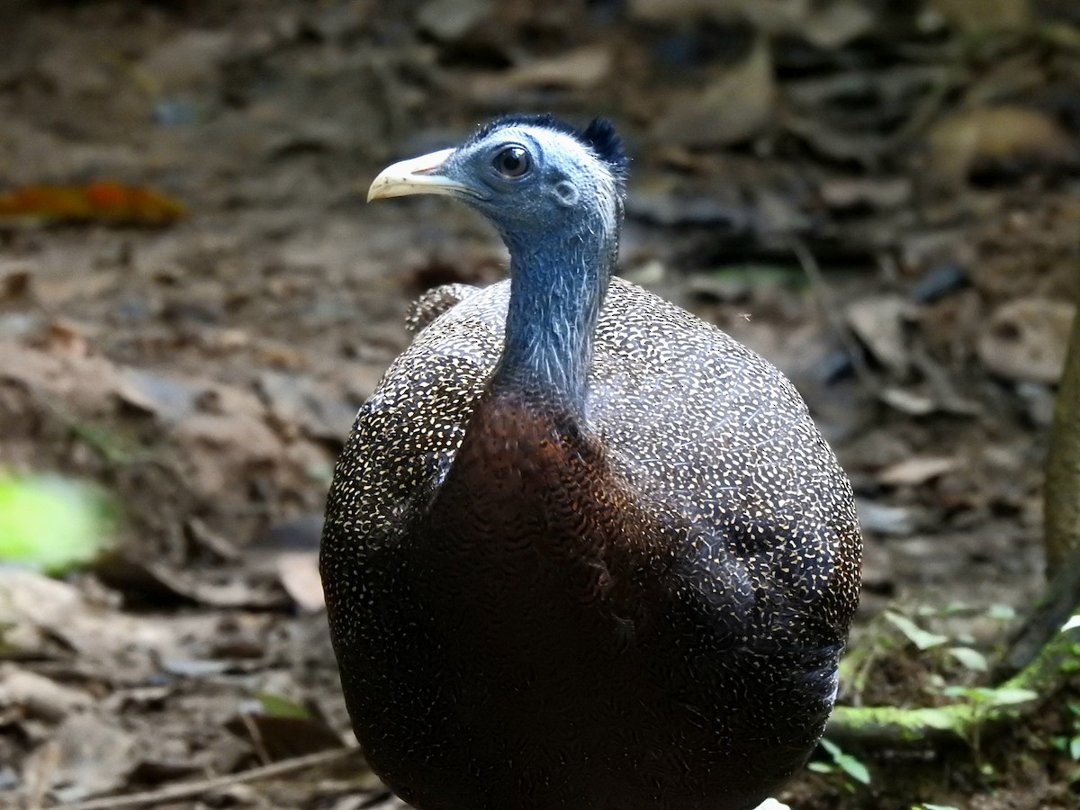 Argus géant - ML638621359