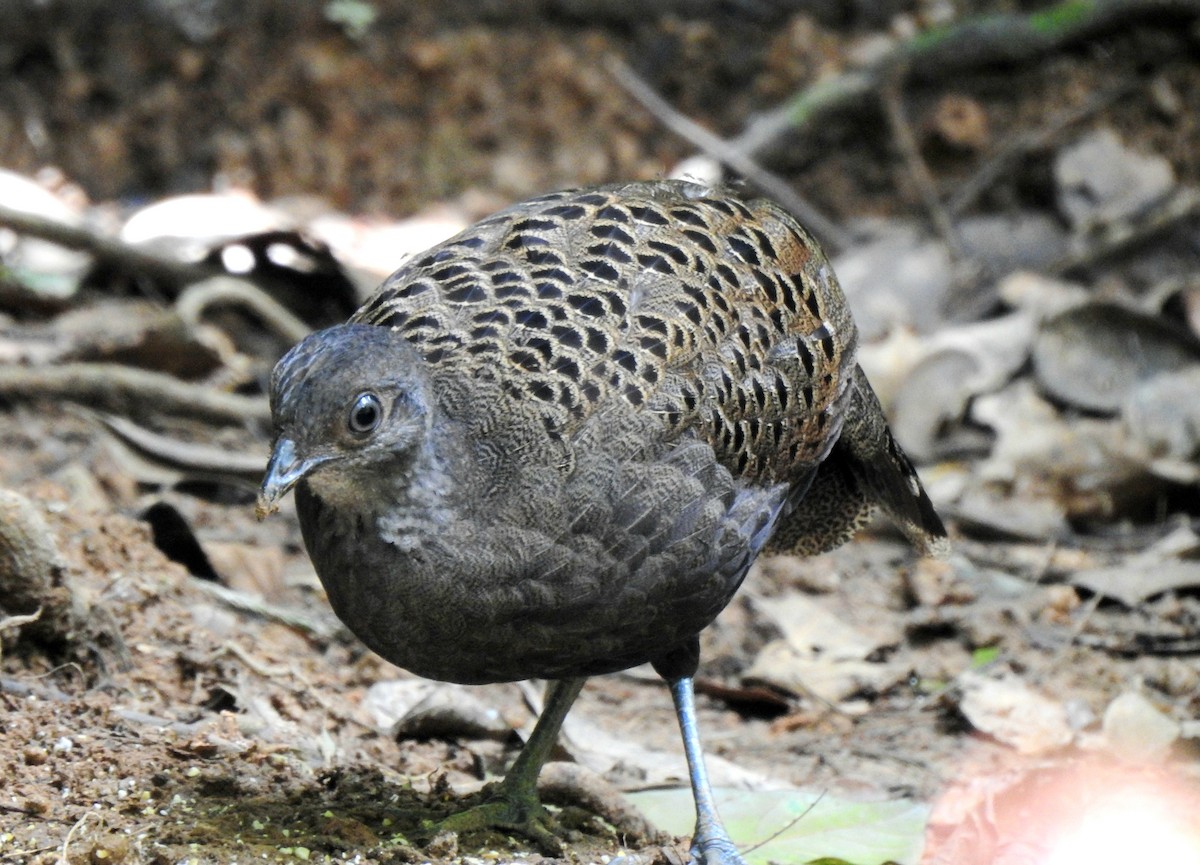 Malayan Peacock-Pheasant - ML638621372