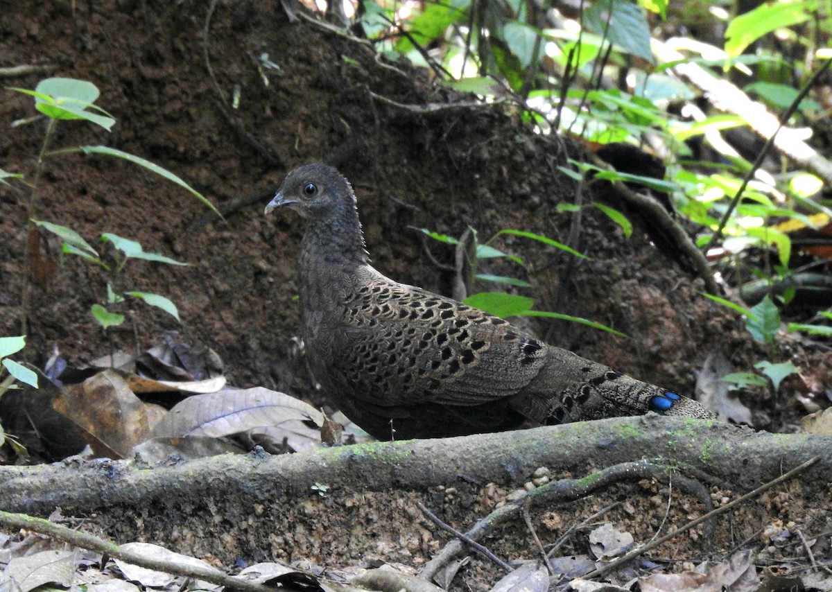 Malayan Peacock-Pheasant - ML638621374