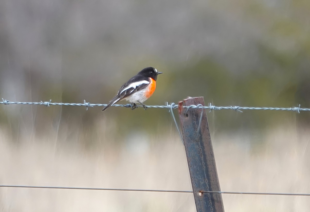 Scarlet Robin - ML638621379