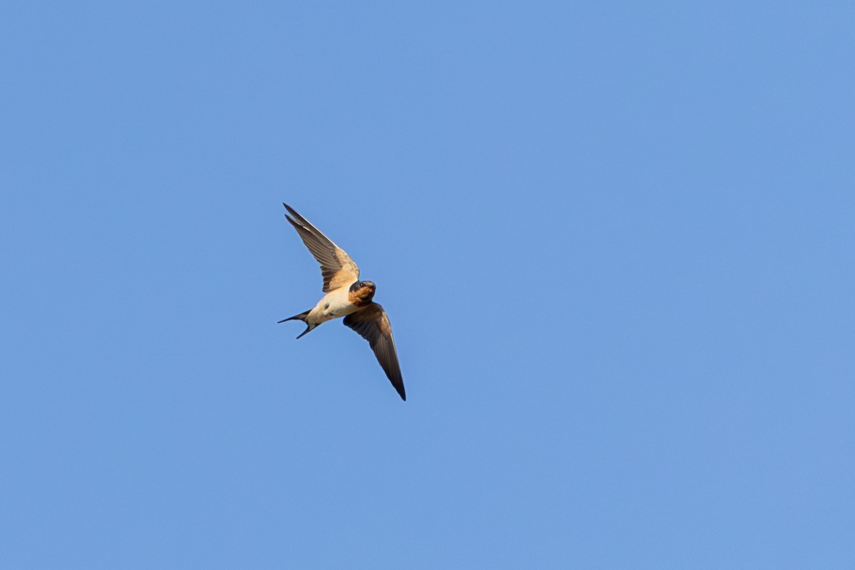 vlaštovka obecná (ssp. erythrogaster) - ML638621386