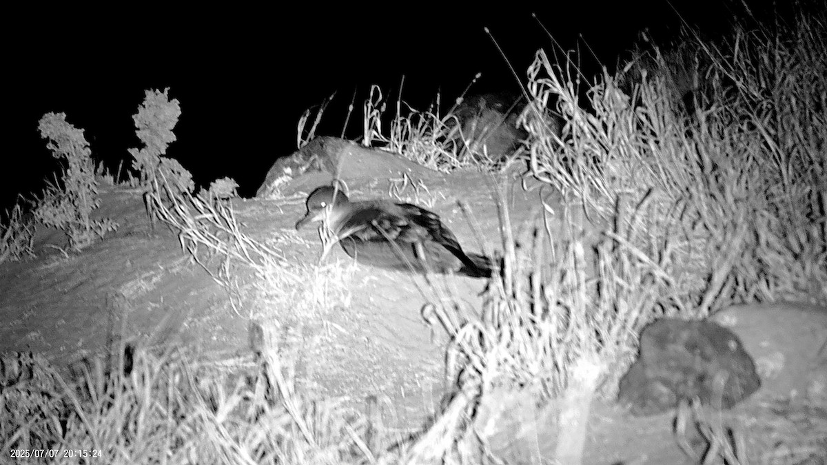 Wedge-tailed Shearwater - ML638621412