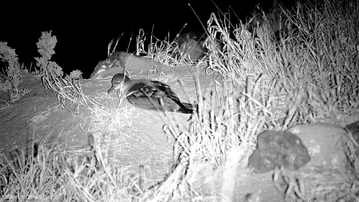Wedge-tailed Shearwater - ML638621414