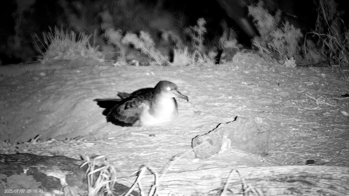 Wedge-tailed Shearwater - ML638621416