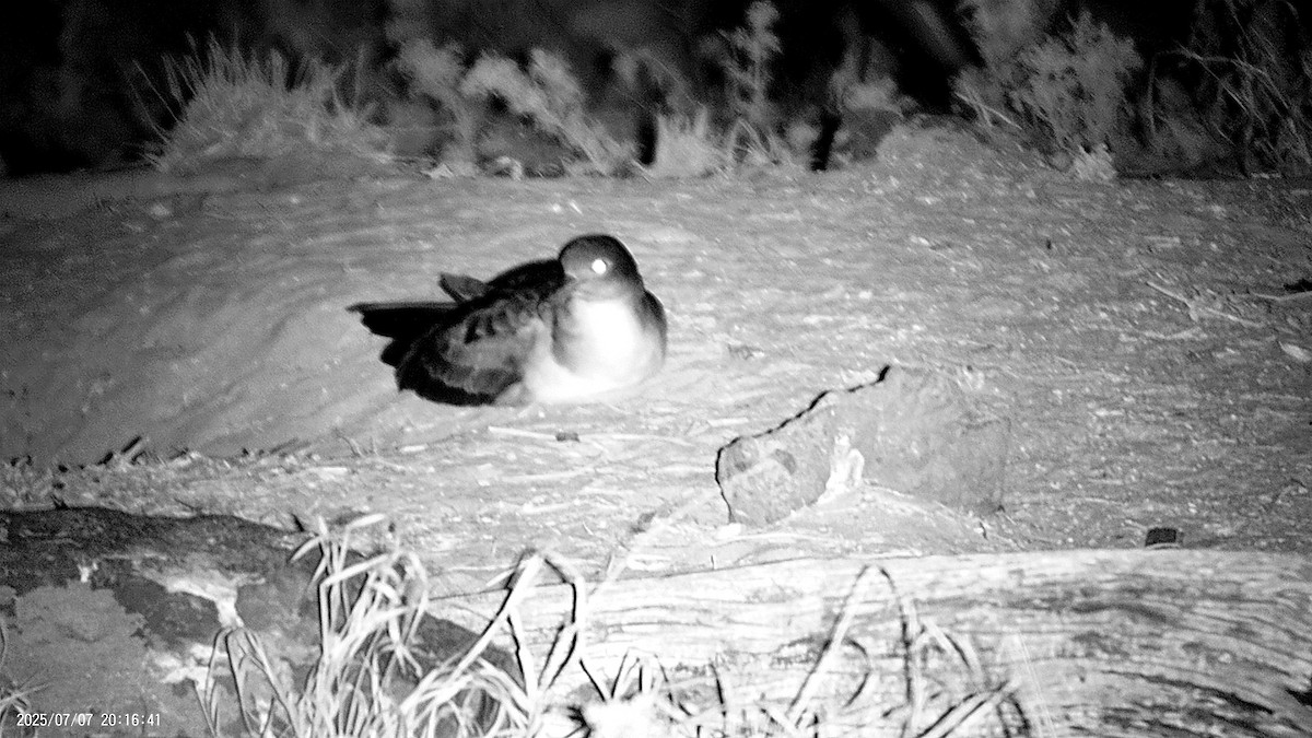 Wedge-tailed Shearwater - ML638621417