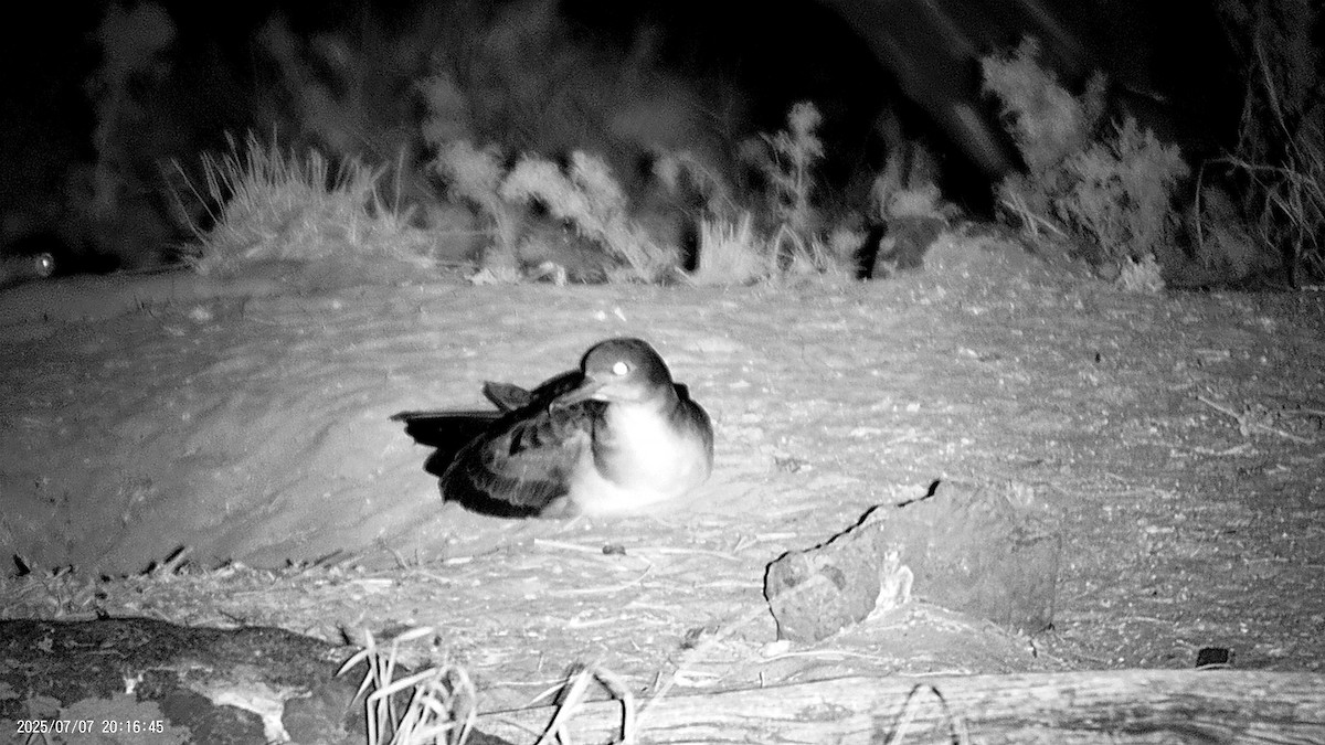 Wedge-tailed Shearwater - ML638621419