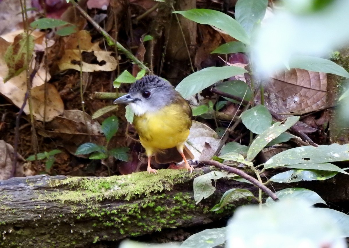 Yellow-bellied Bulbul - ML638621432