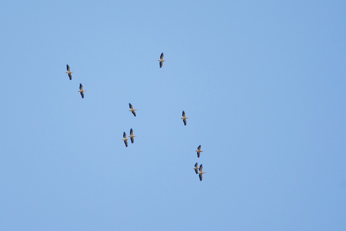 Great White Pelican - ML638621441