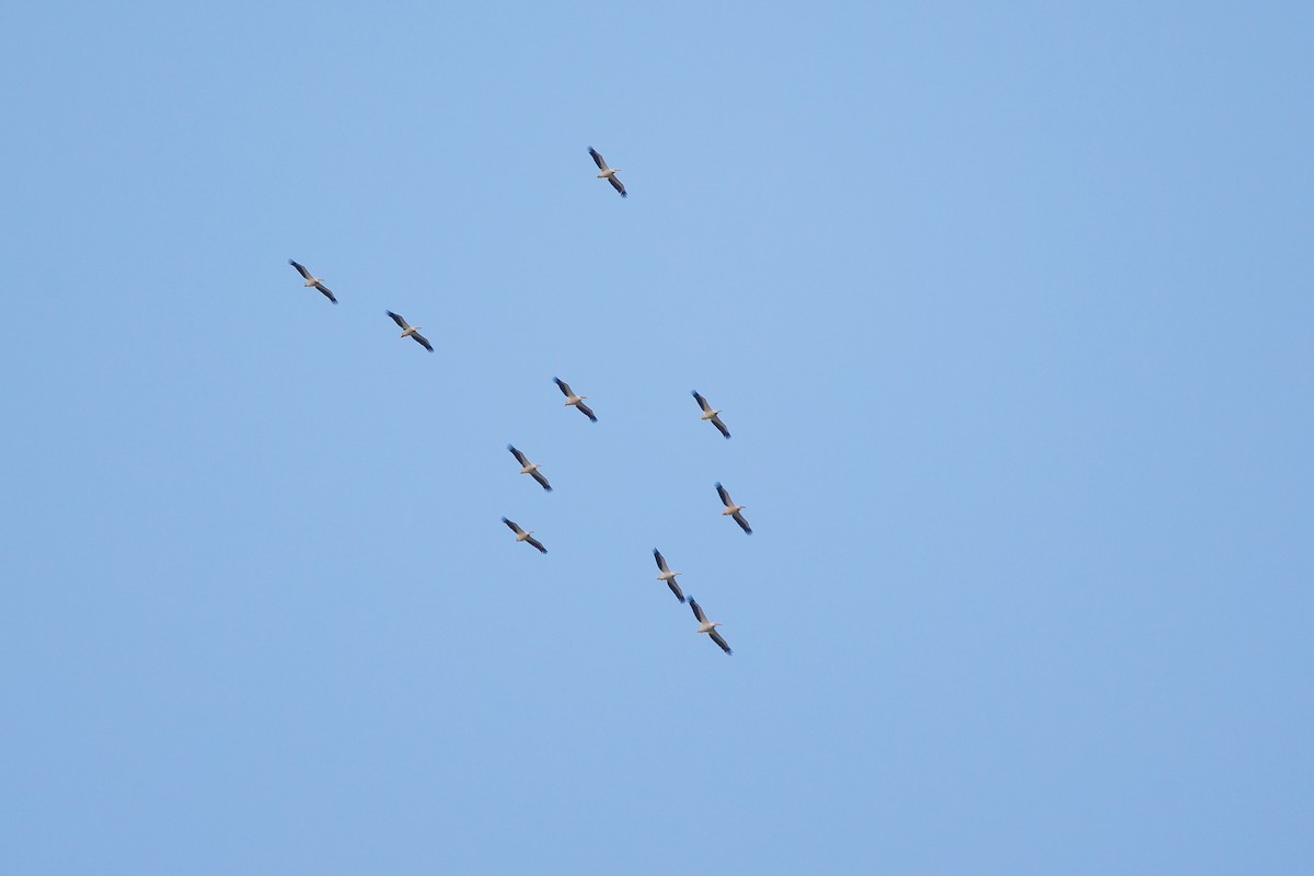 Great White Pelican - ML638621442