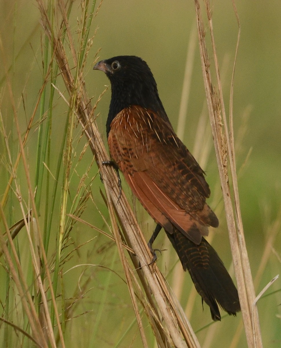 Black Coucal - ML638621502