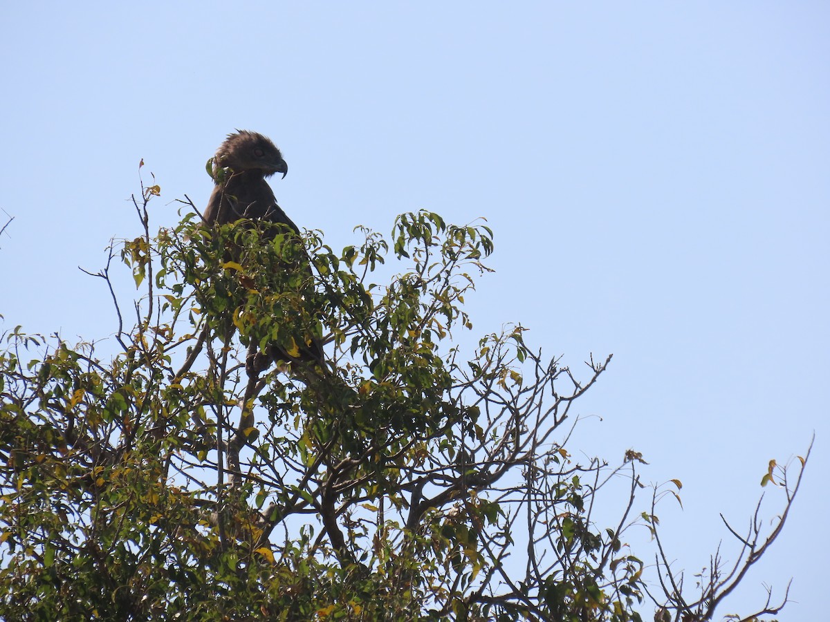 Brown Snake-Eagle - ML638621504