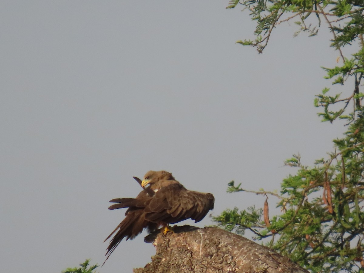 Black Kite - ML638621514