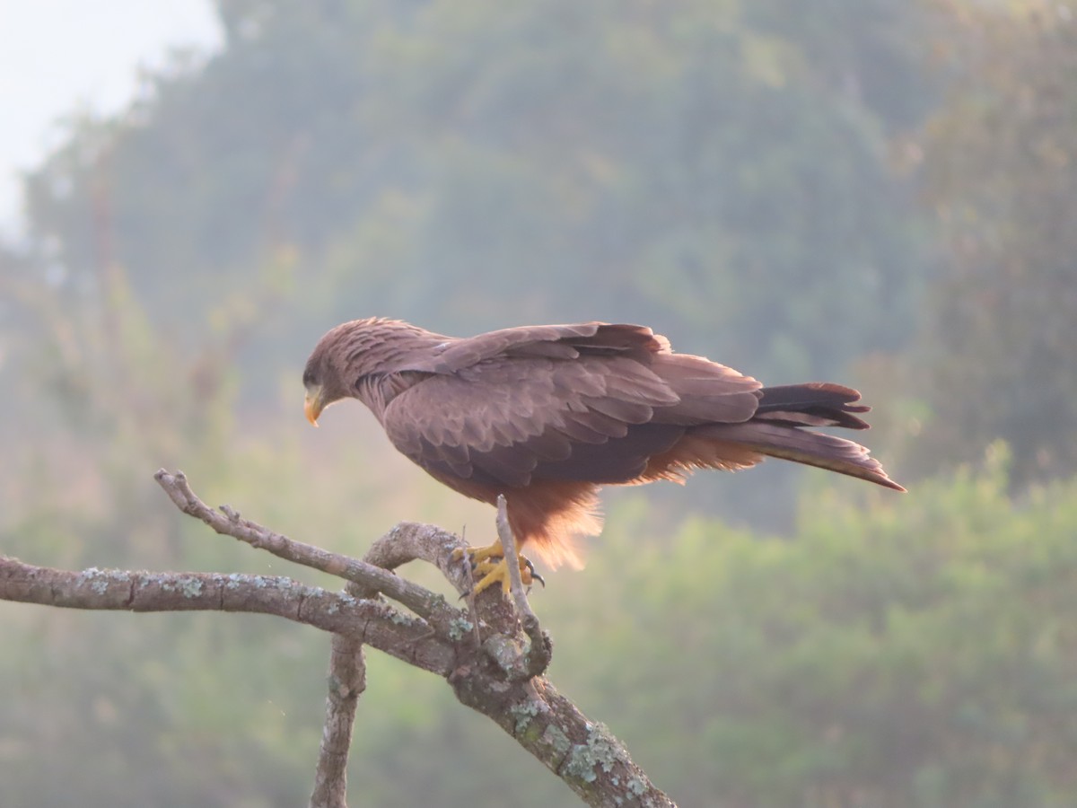 Black Kite - ML638621515