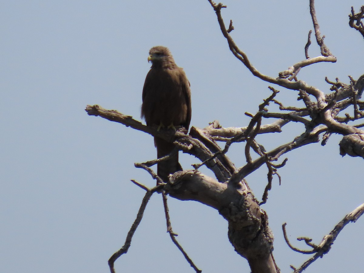 Black Kite - ML638621516