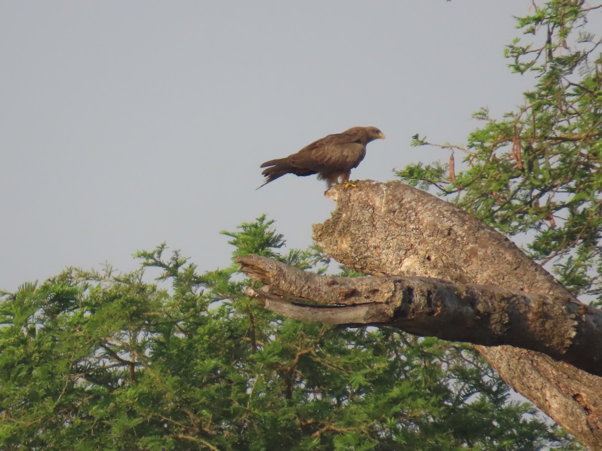 Black Kite - ML638621517
