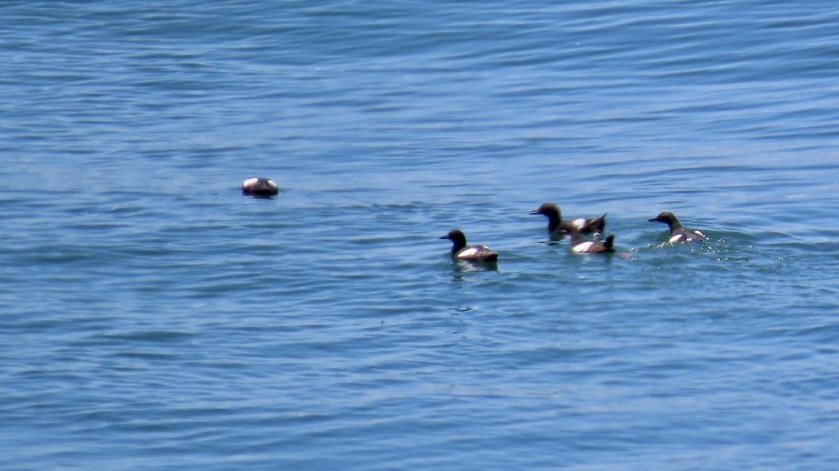 Pigeon Guillemot - ML638621519