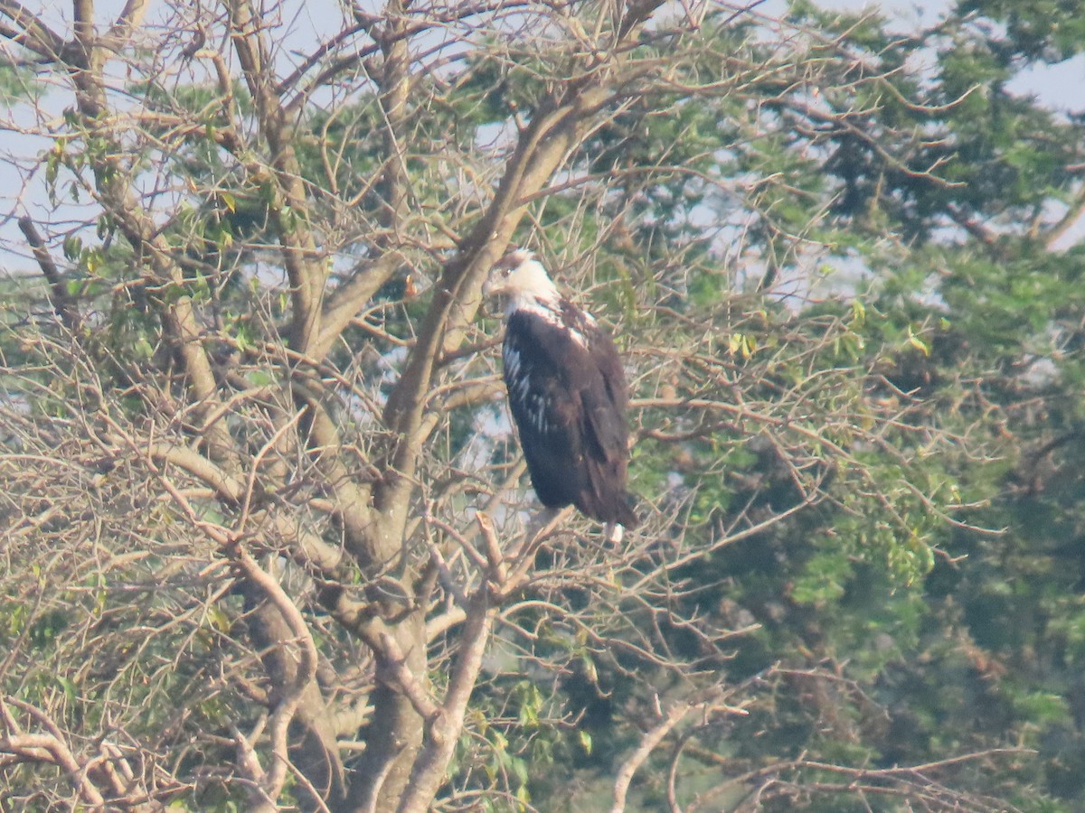 African Fish-Eagle - ML638621520