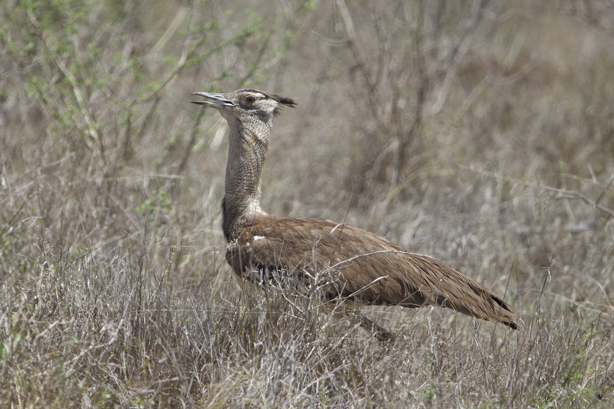 Kori Bustard - ML638621521