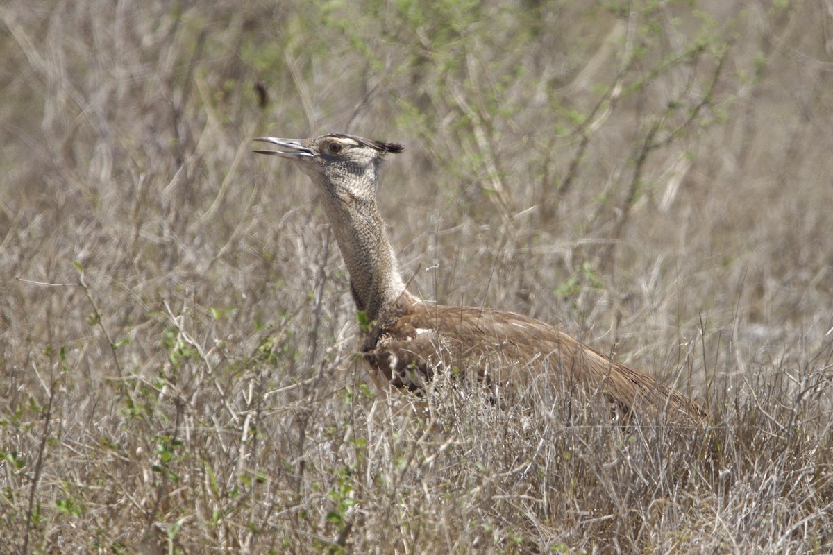 Kori Bustard - ML638621522