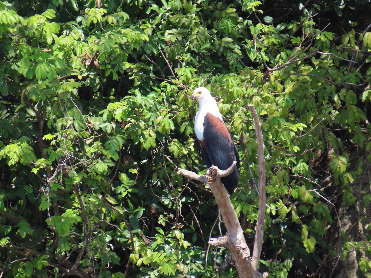 African Fish-Eagle - ML638621523
