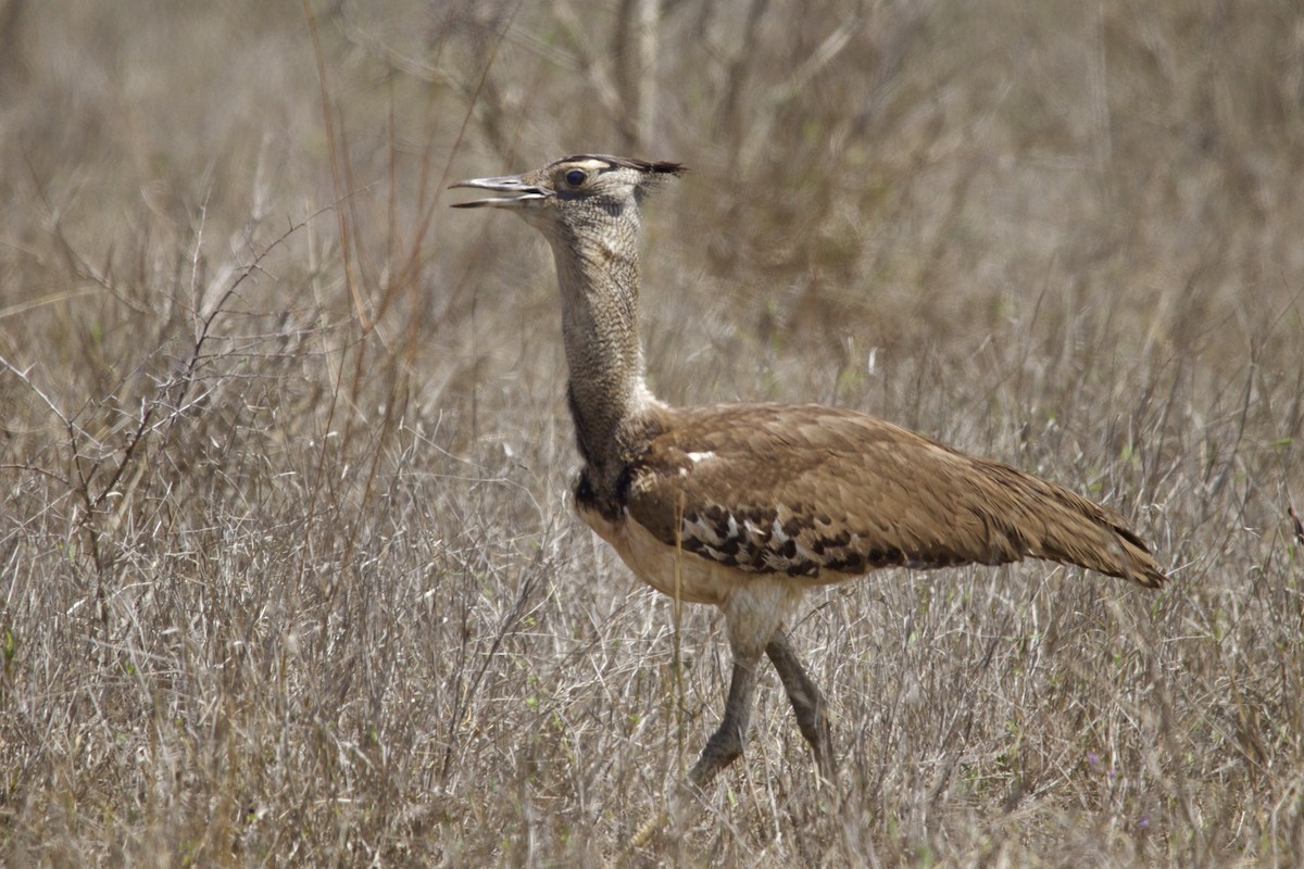 Kori Bustard - ML638621524