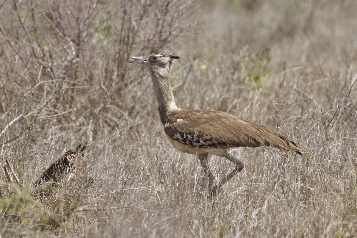 Kori Bustard - ML638621525