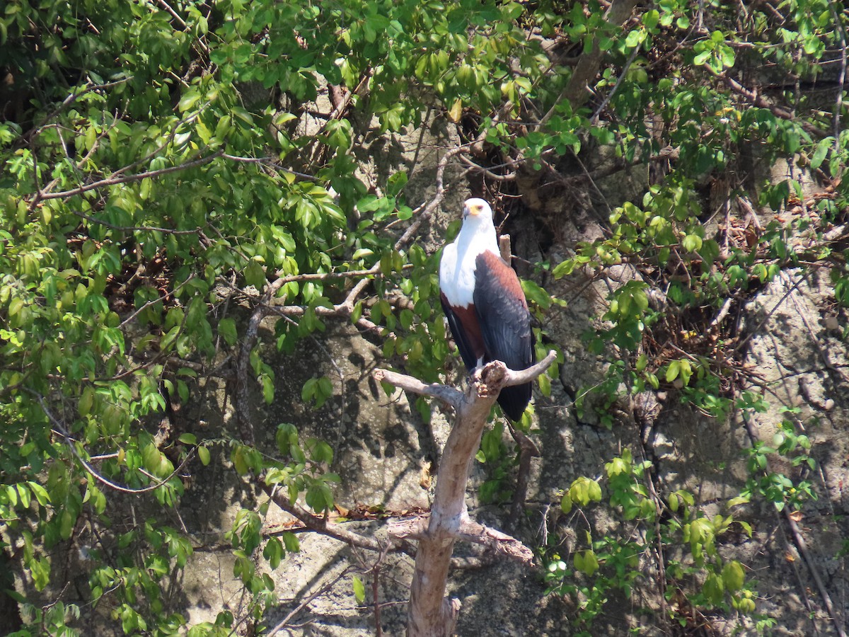 African Fish-Eagle - ML638621526