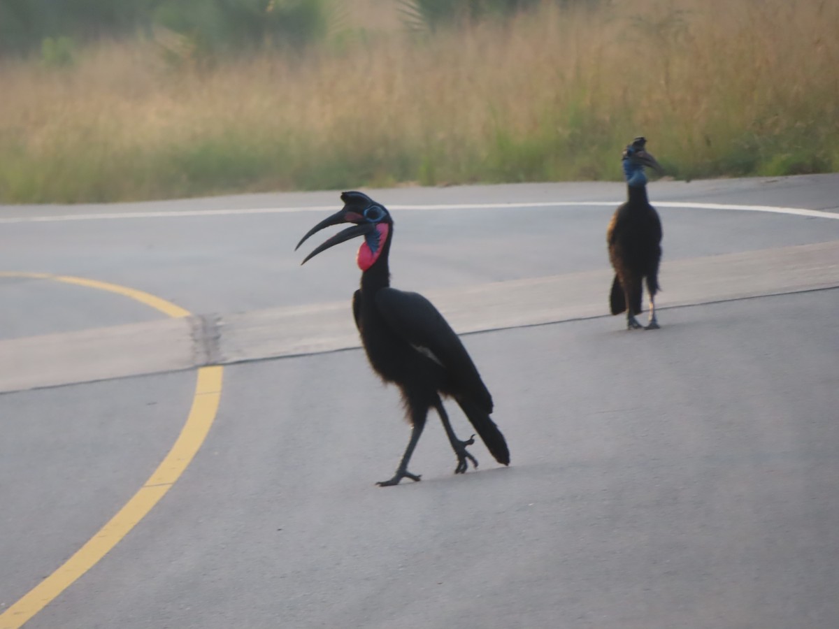 Abyssinian Ground-Hornbill - ML638621528