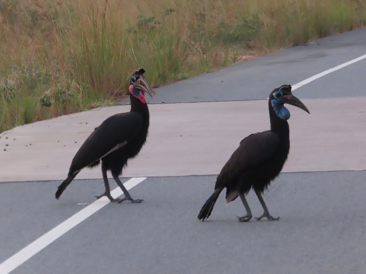 Abyssinian Ground-Hornbill - ML638621529