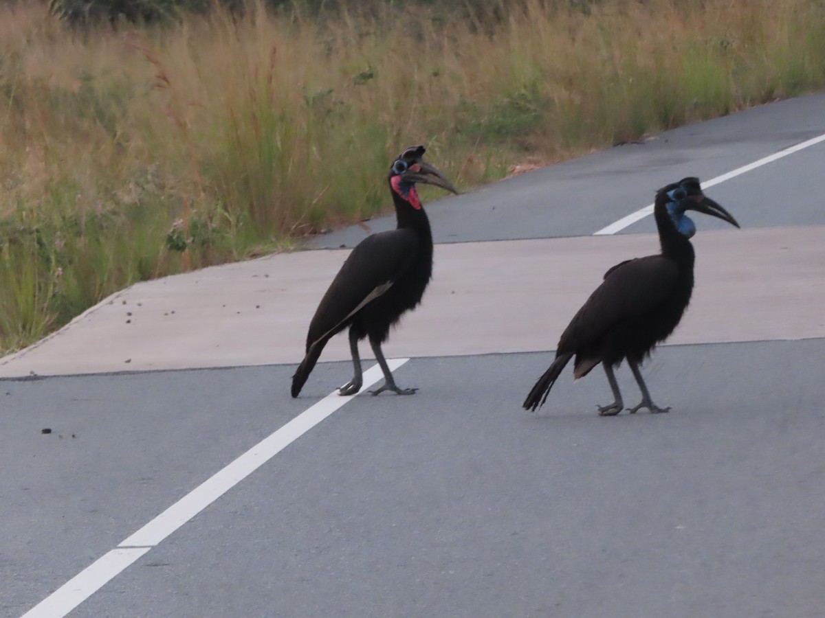 Abyssinian Ground-Hornbill - ML638621531