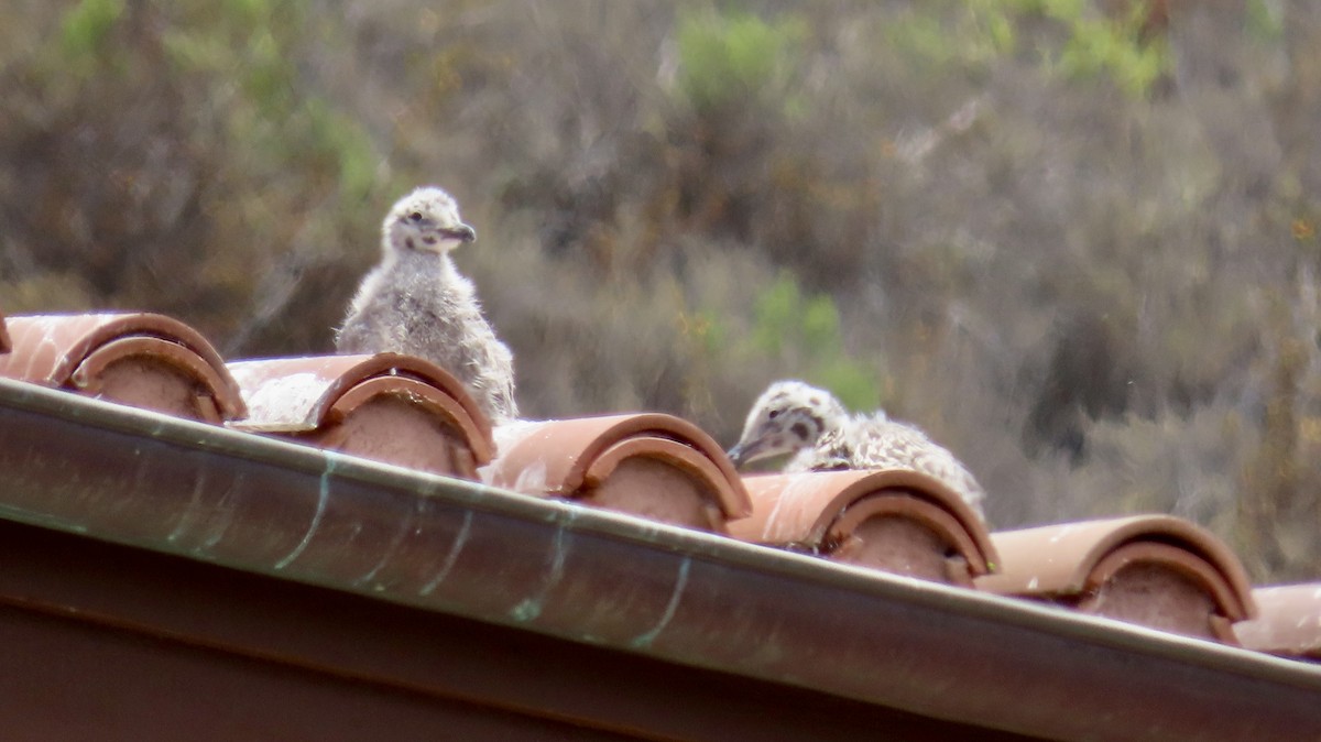 Western Gull - ML638621533