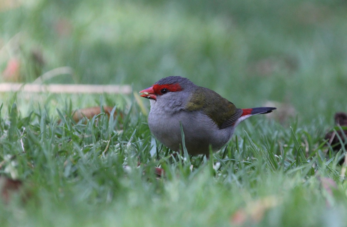 Red-browed Firetail - ML638621535