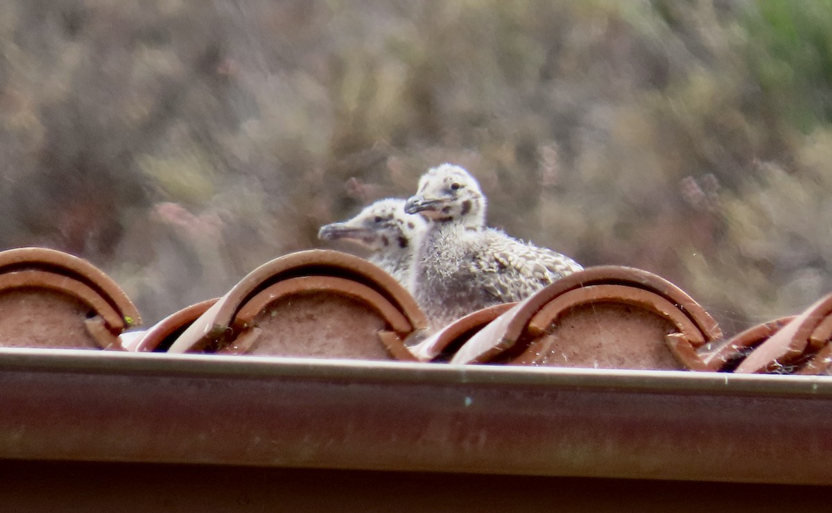 Western Gull - ML638621538