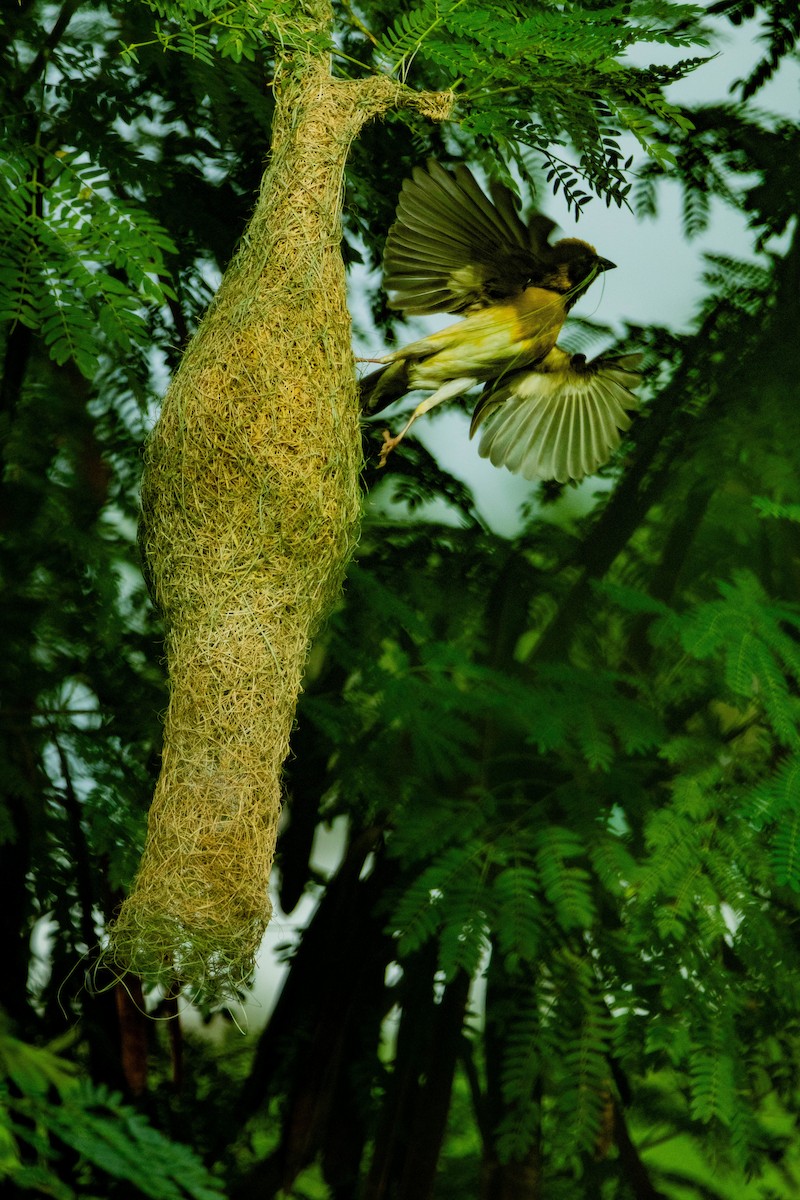Baya Weaver - ML638621539