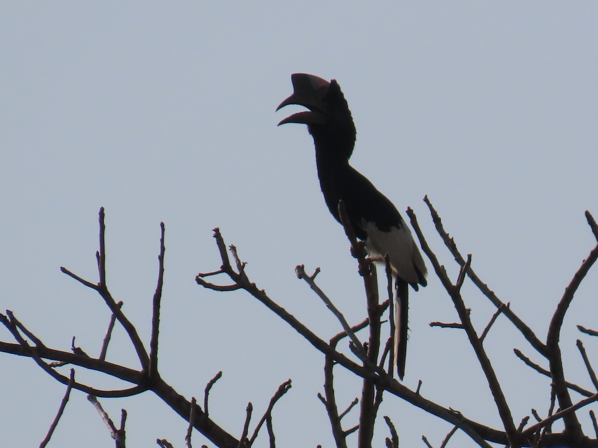 Black-and-white-casqued Hornbill - ML638621543
