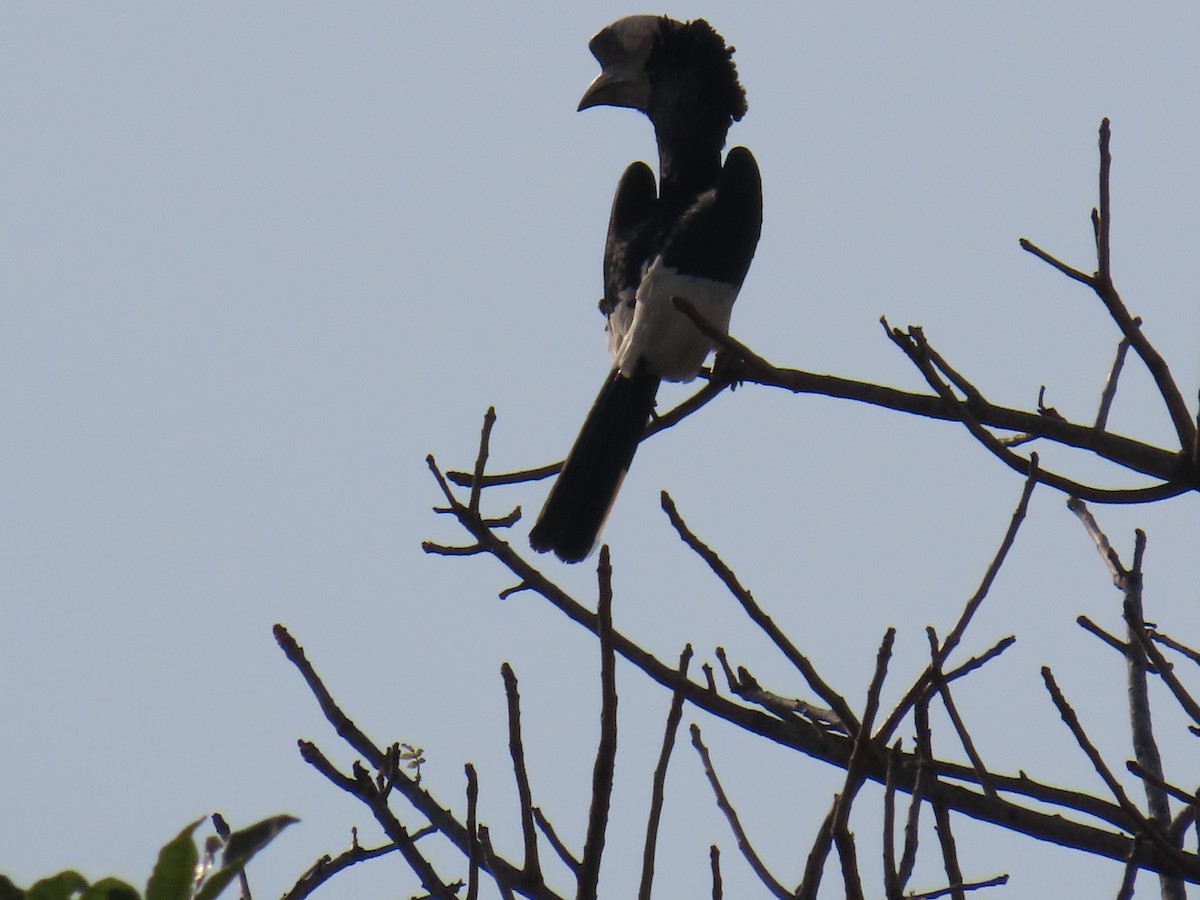 Black-and-white-casqued Hornbill - ML638621544