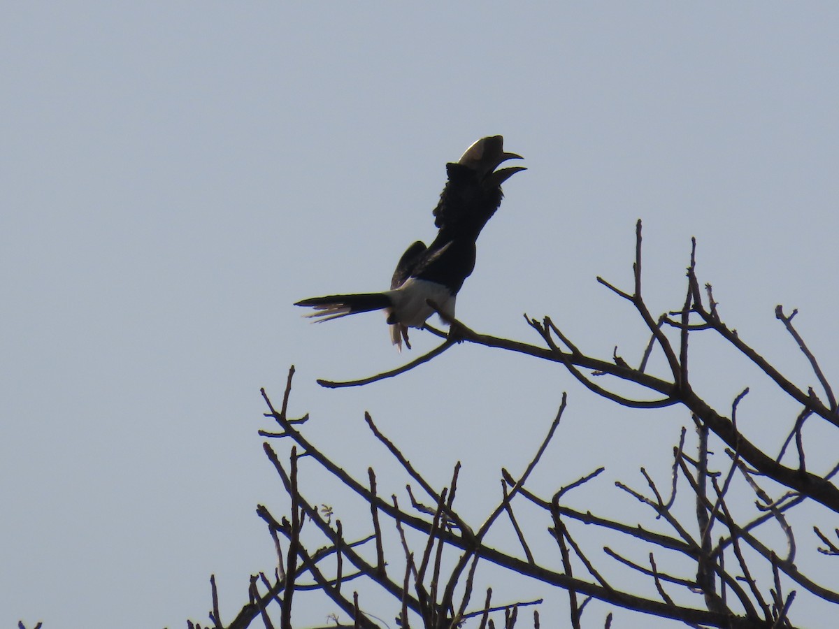 Black-and-white-casqued Hornbill - ML638621545