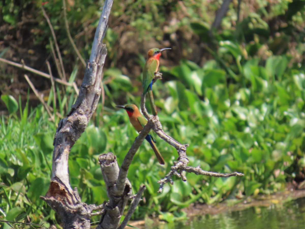 Red-throated Bee-eater - ML638621554
