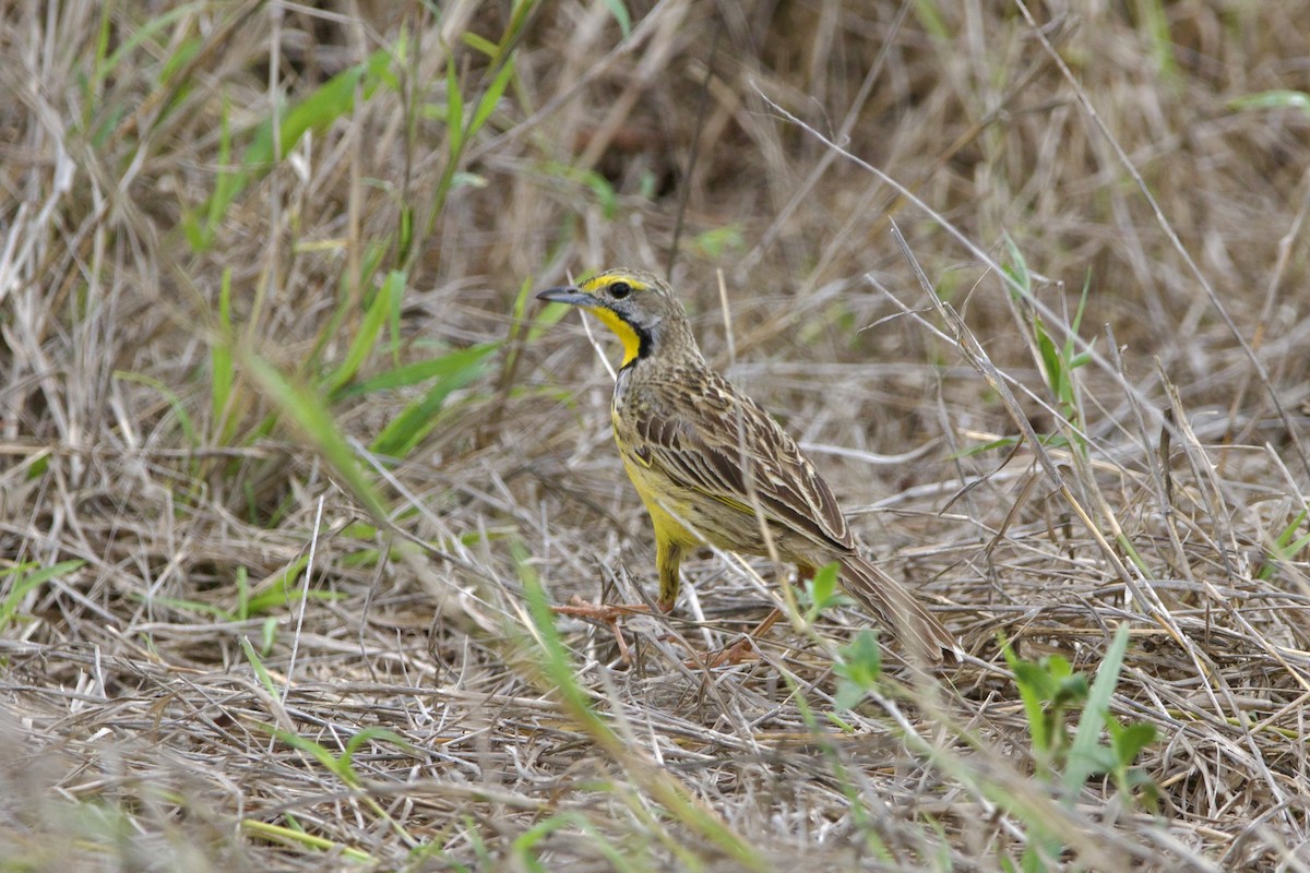 Yellow-throated Longclaw - ML638621559