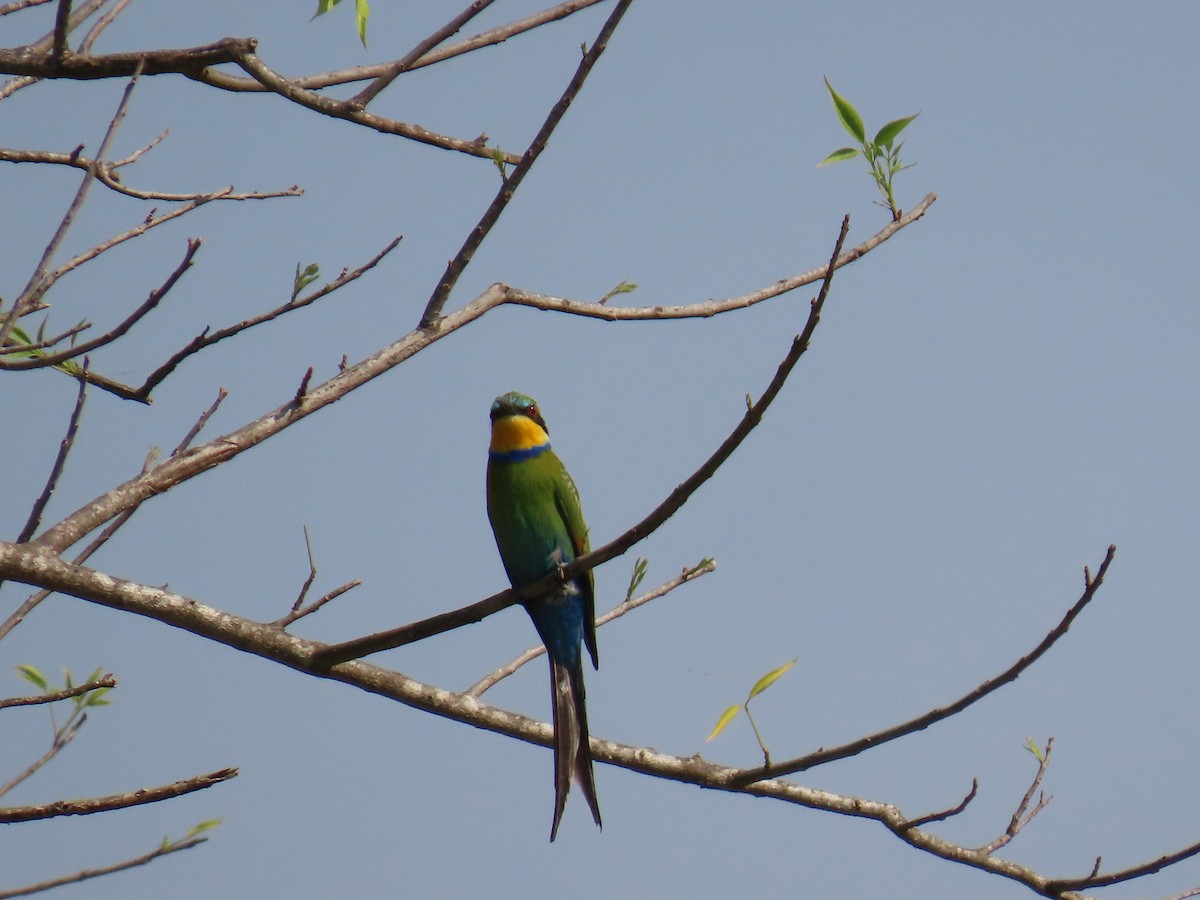 Swallow-tailed Bee-eater - ML638621562
