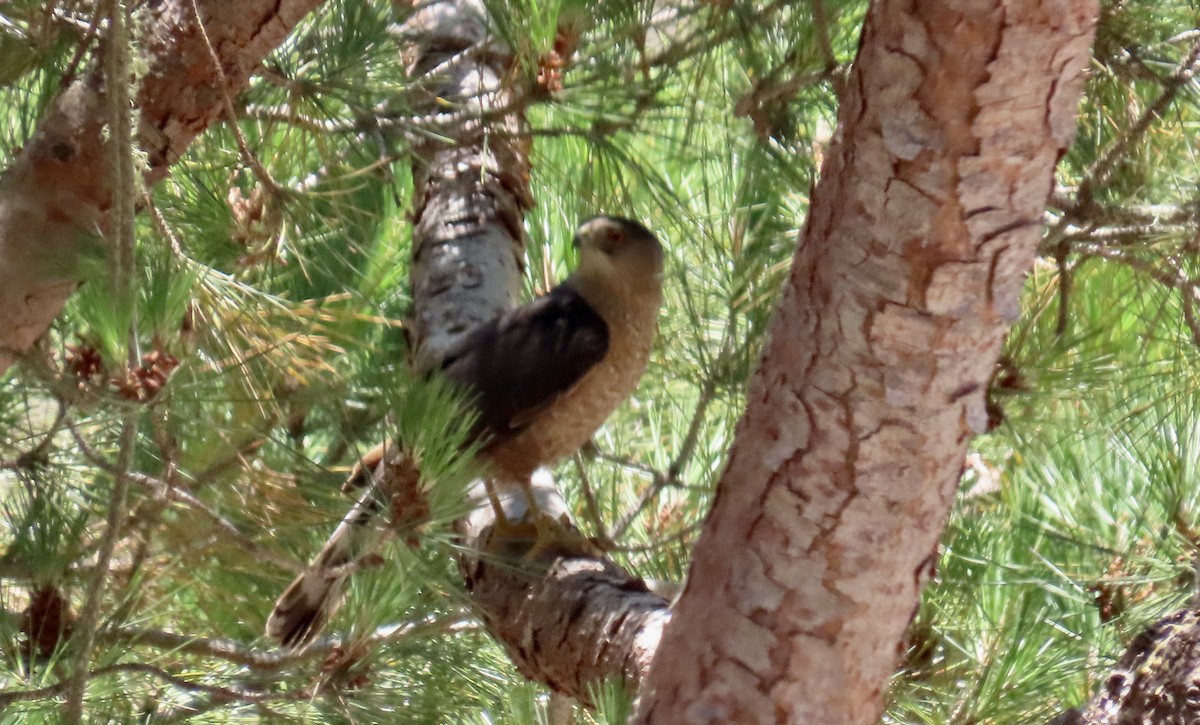 Cooper's Hawk - ML638621565