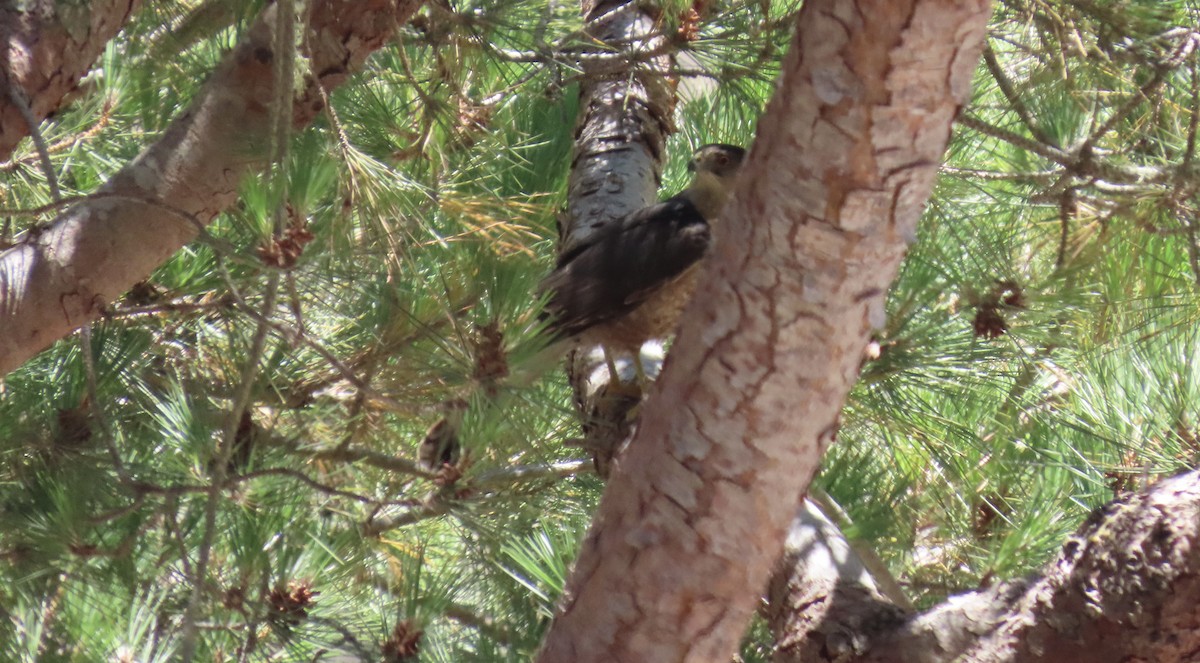 Cooper's Hawk - ML638621566
