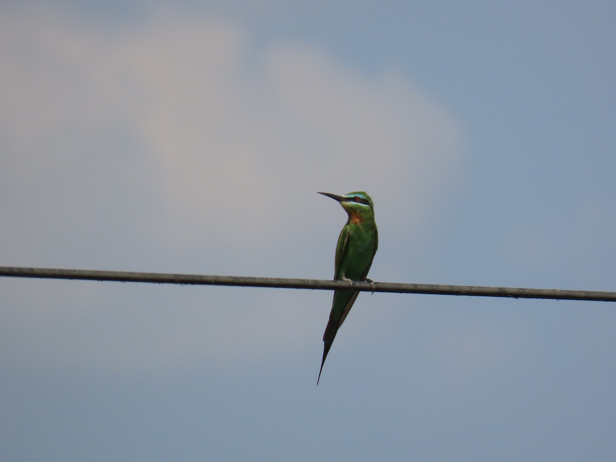 Blue-cheeked Bee-eater - ML638621568