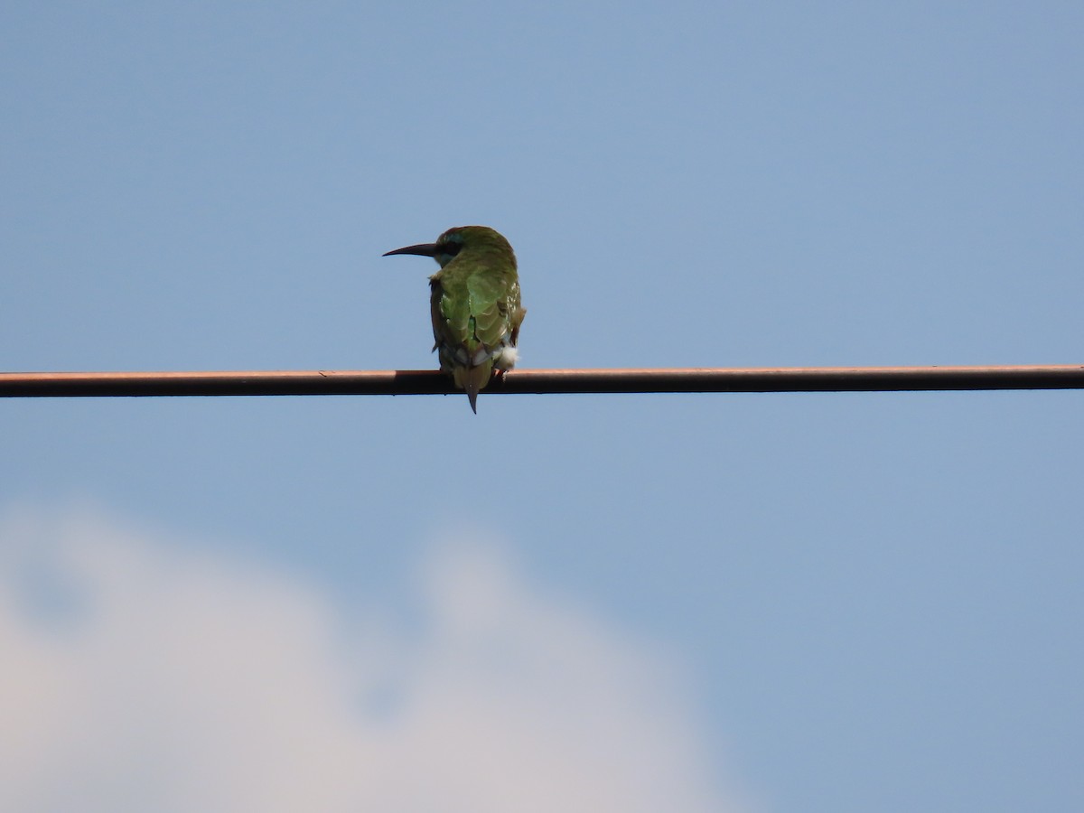 Blue-cheeked Bee-eater - ML638621569