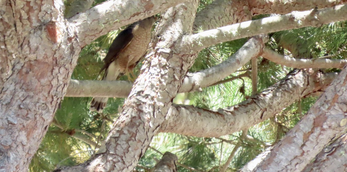 Cooper's Hawk - ML638621570
