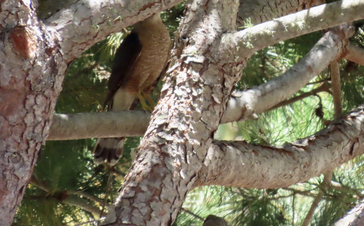 Cooper's Hawk - ML638621571