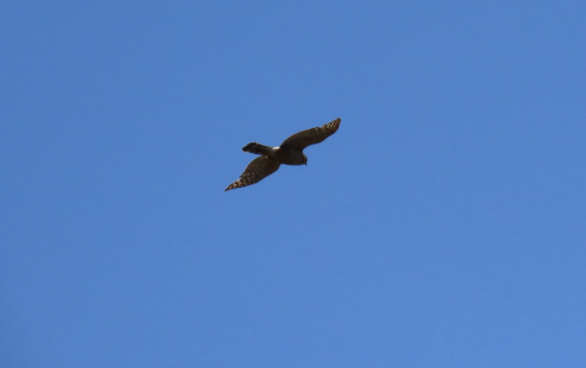 Cooper's Hawk - ML638621572