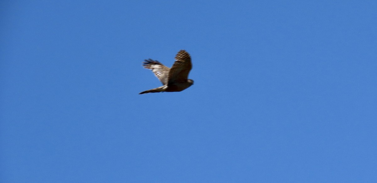 Cooper's Hawk - ML638621573