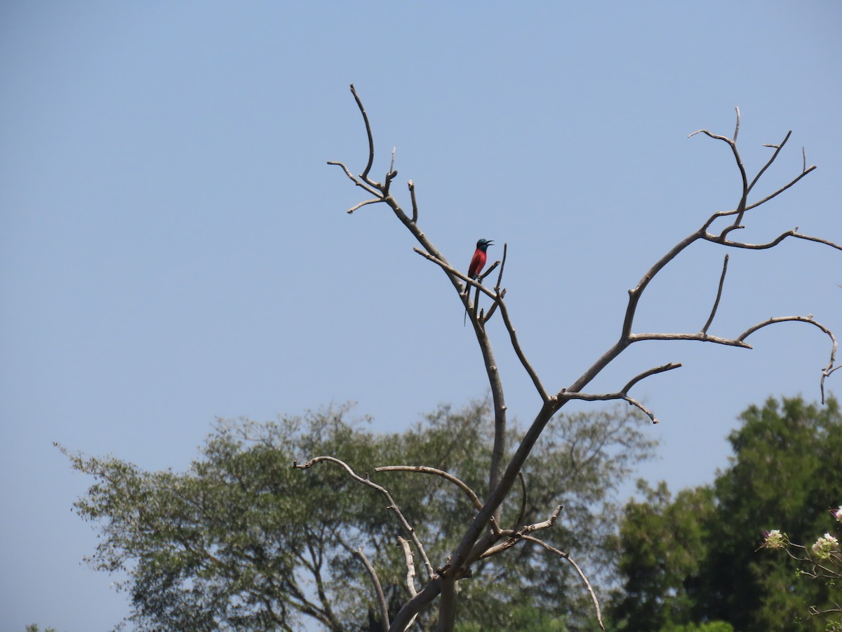 Northern Carmine Bee-eater - ML638621574